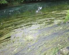 Image of Texas Wild Rice