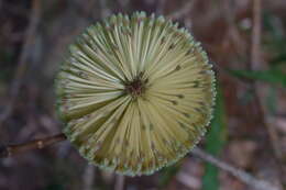 Image of Banksia integrifolia subsp. monticola K. R. Thiele