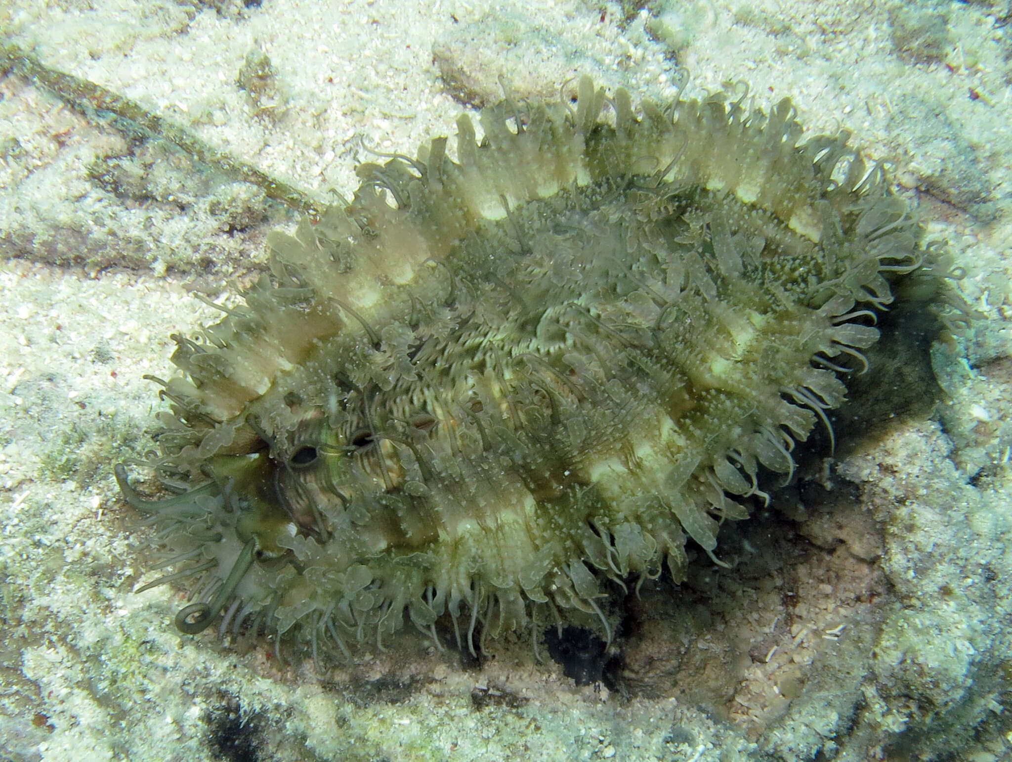 Image of Ass's ear abalone