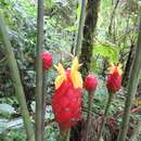 Imagem de Costus giganteus Welw. ex Ridl.