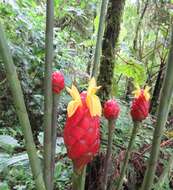 Imagem de Costus giganteus Welw. ex Ridl.