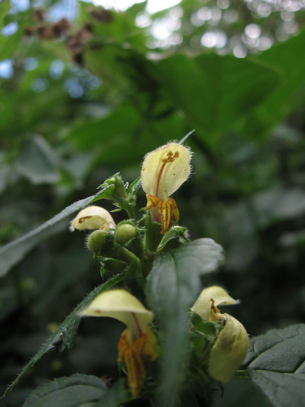 Imagem de Lamium galeobdolon subsp. flavidum (F. Herm.) Á. Löve & D. Löve