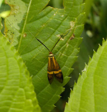 Imagem de Nemophora degeerella Linnaeus 1758