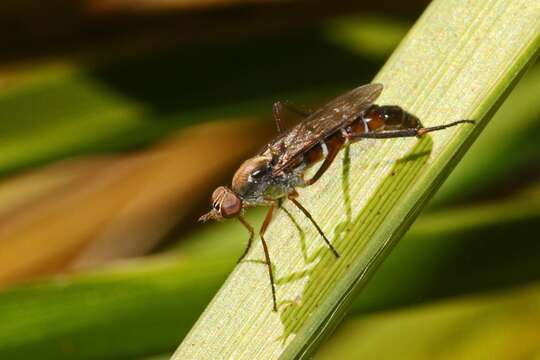 Image of Taenogerella elizabethae Winterton, Irwin & Yeates 1999