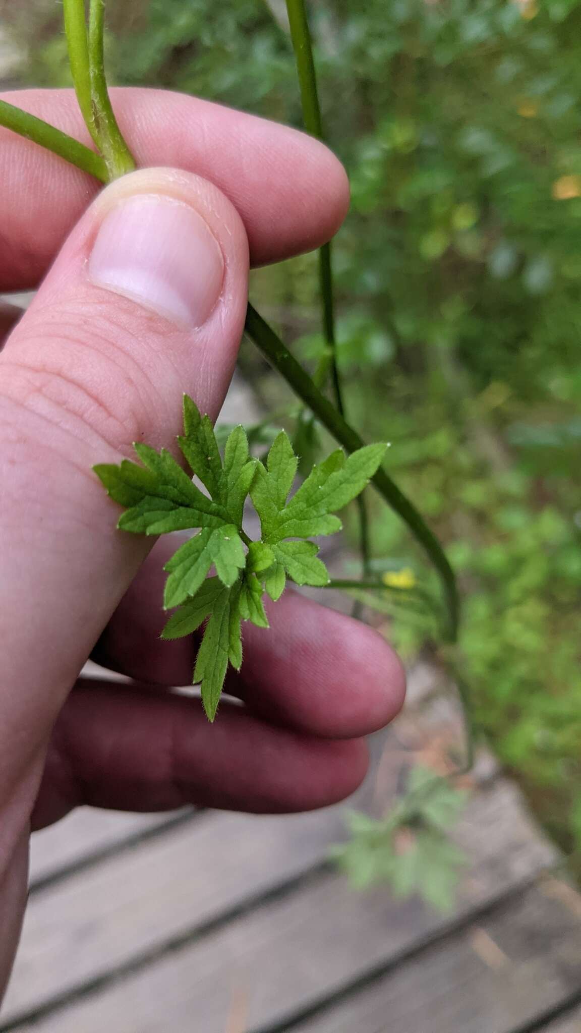 Image of Common Australian Buttercup