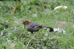 Image of Chestnut-hooded Laughingthrush