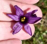 Image of Hitchcock's Blue-Eyed-Grass