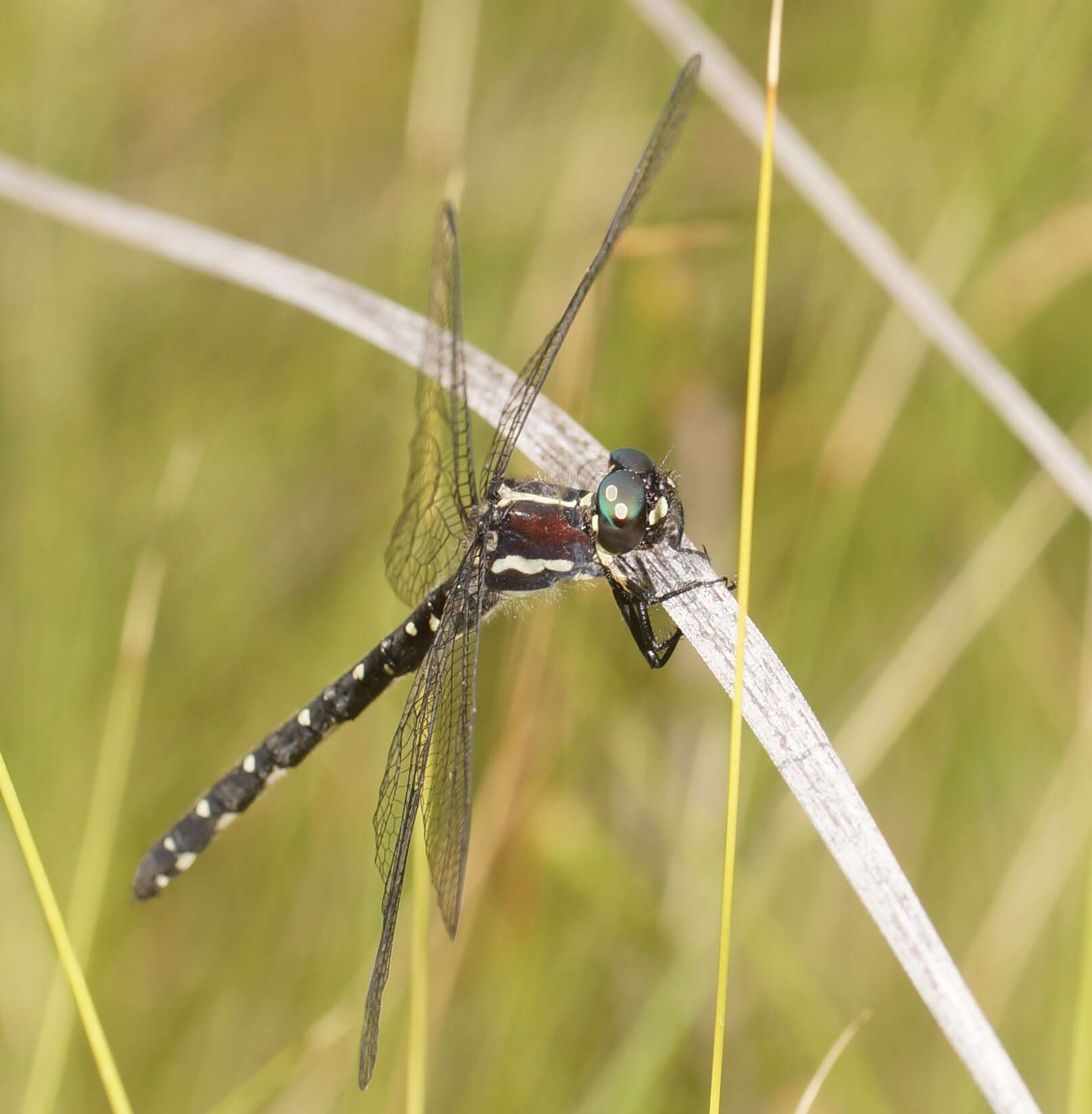 Image of Eusynthemis guttata (Selys 1871)