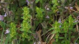 Image of Cruciata glabra (L.) Opiz