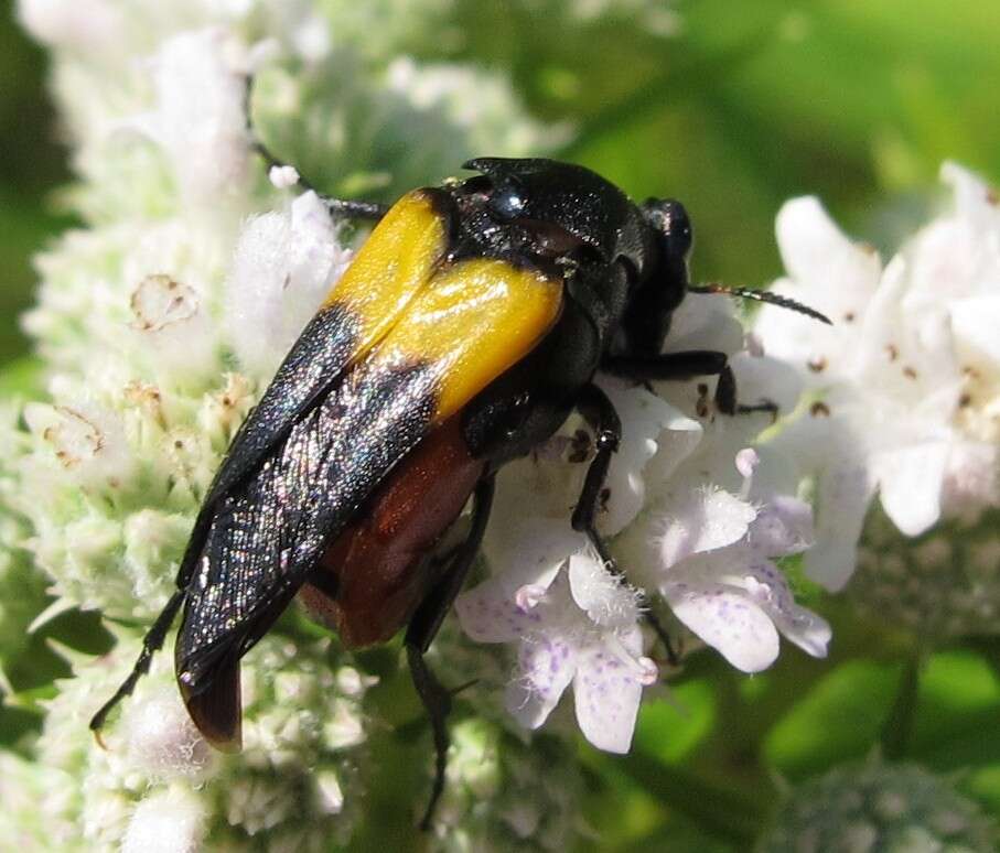 Image of Macrosiagon flavipennis (Le Conte 1866)