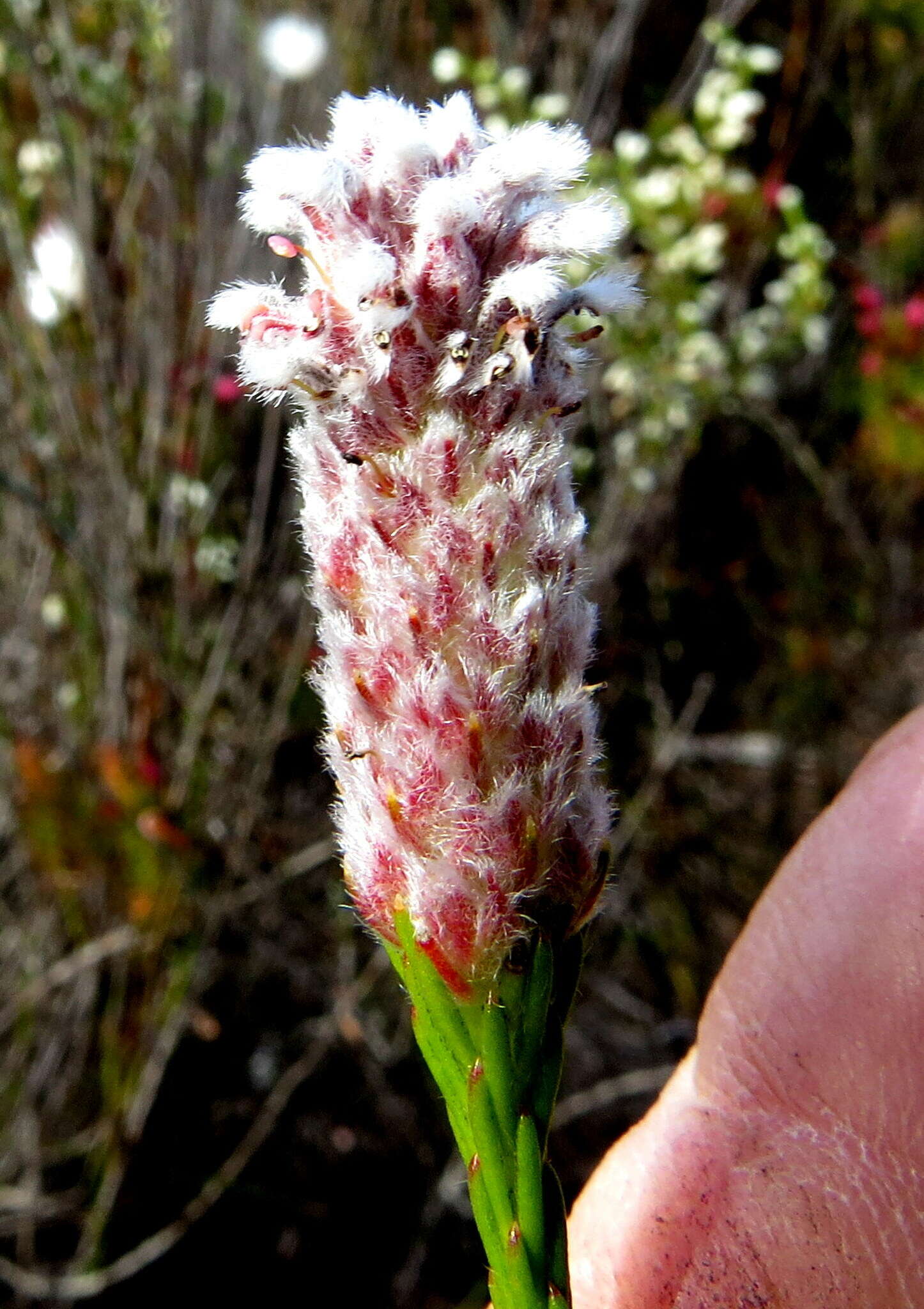 Image of Spatalla ericoides Phillips