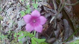 Imagem de Spigelia scabrella Benth.