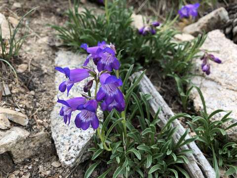 Plancia ëd Penstemon hallii A. Gray