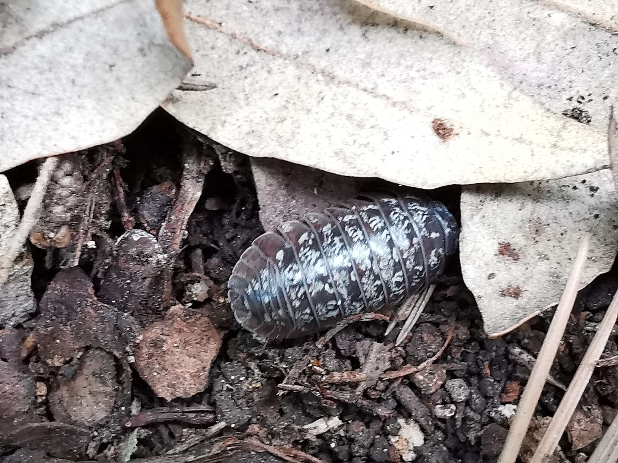 Image of Armadillidium simoni Dollfus 1887