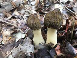 Image of Morchella punctipes Peck 1903