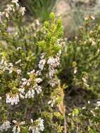 Слика од Erica caffrorum Bolus