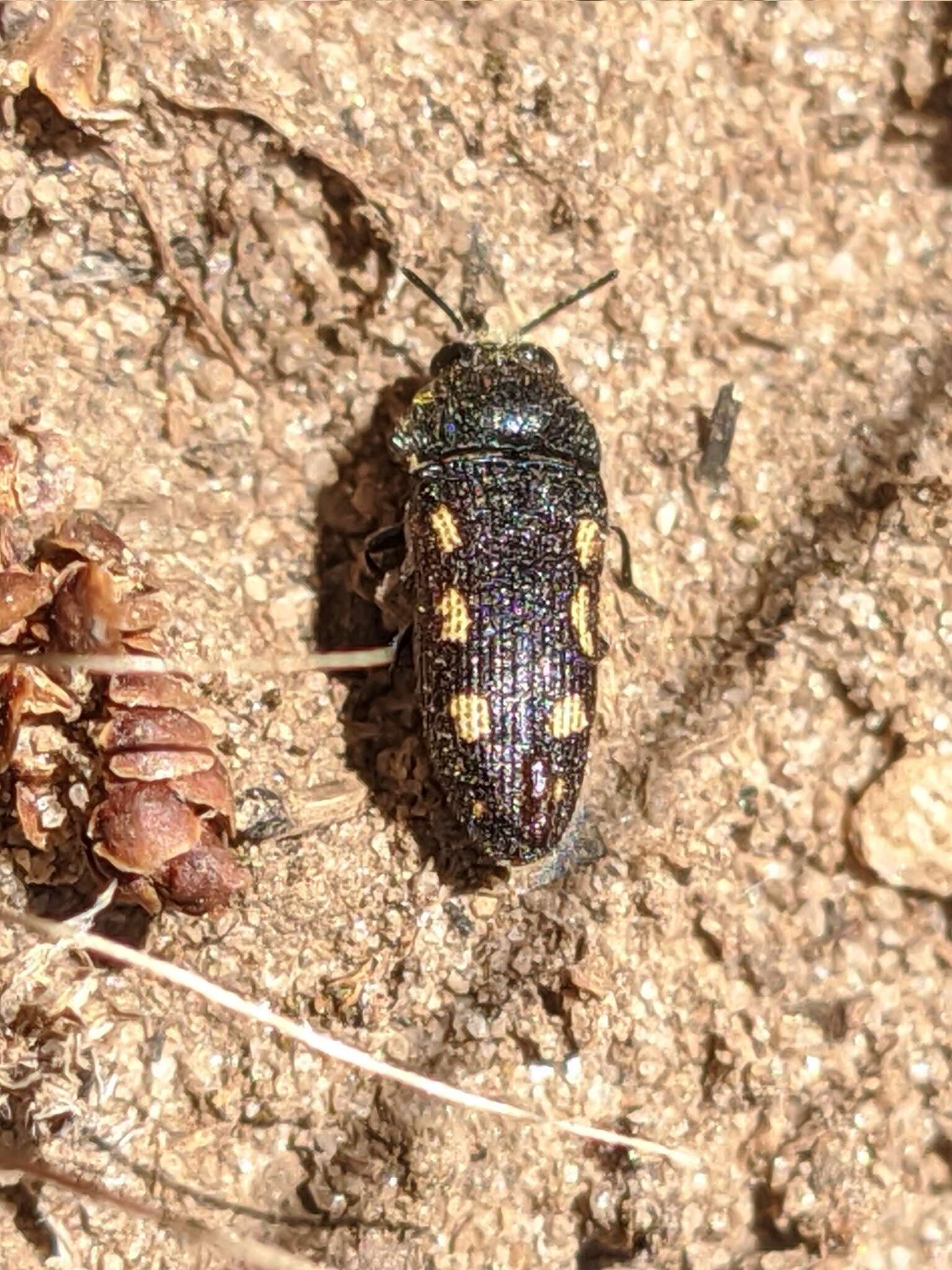 Image de Acmaeodera bipunctata (Olivier 1790)