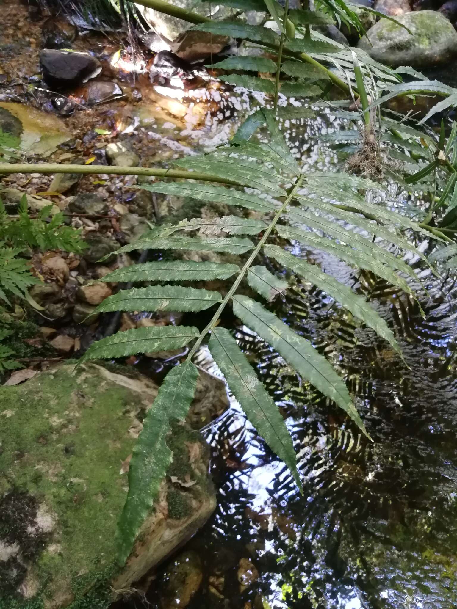 Image of Pitted Potato Fern