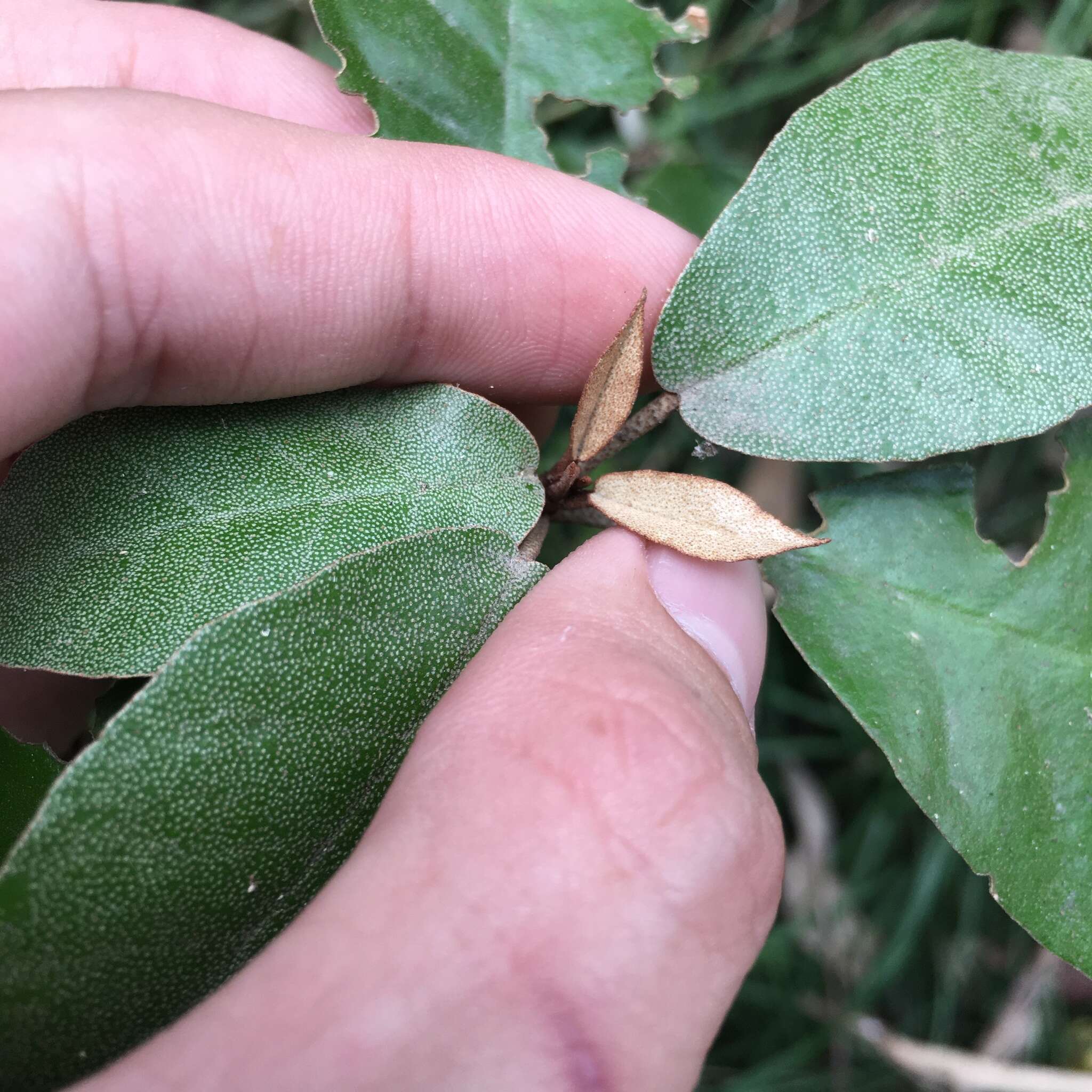 Imagem de Croton cascarilloides Raeusch.