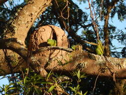 Image of Blue-winged Parrotlet