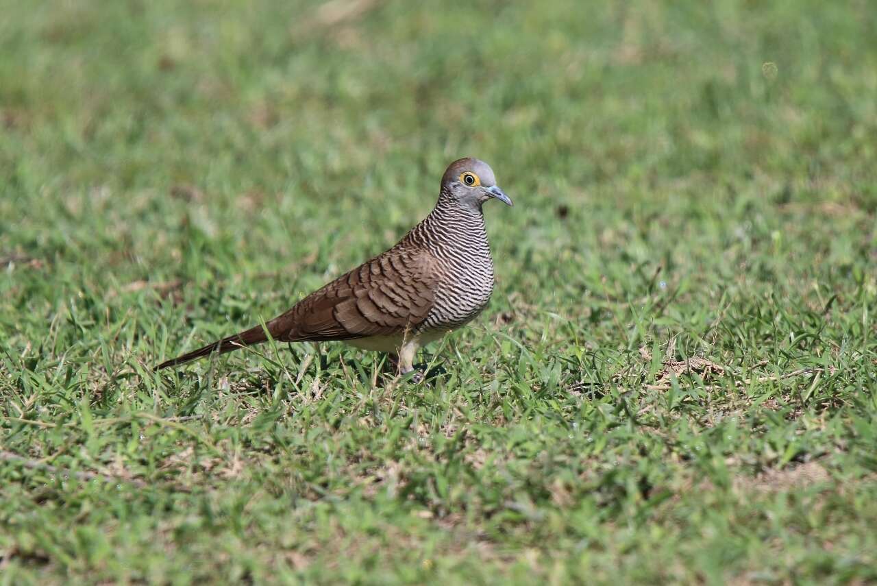 Image of Barred Dove