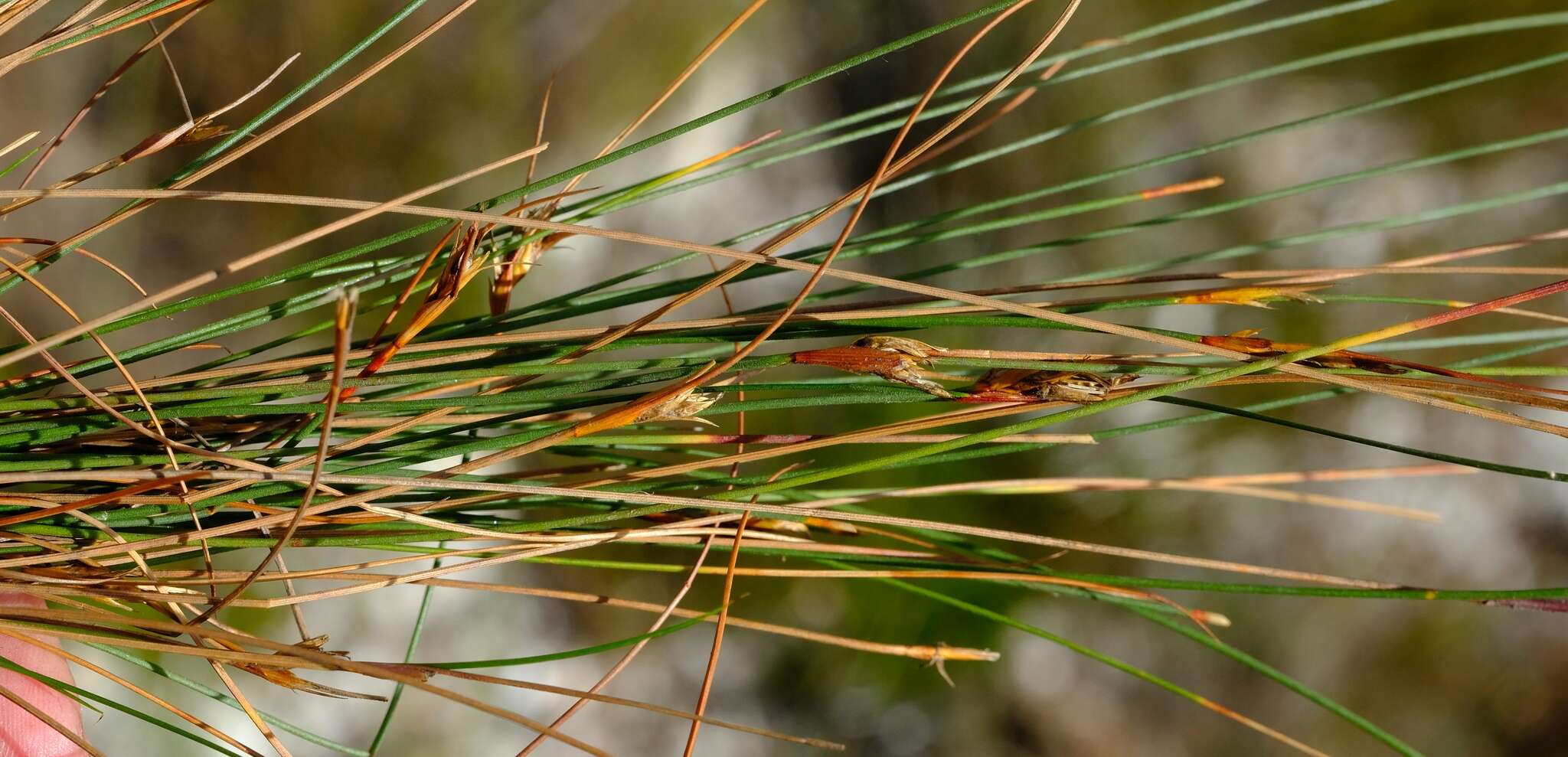 صورة Tetraria picta (Boeckeler) C. B. Clarke