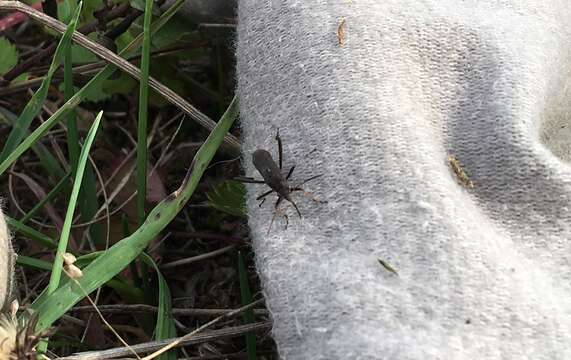 Image of Redbacked broad-headed bug