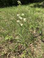 Image of Nuttall's deathcamas