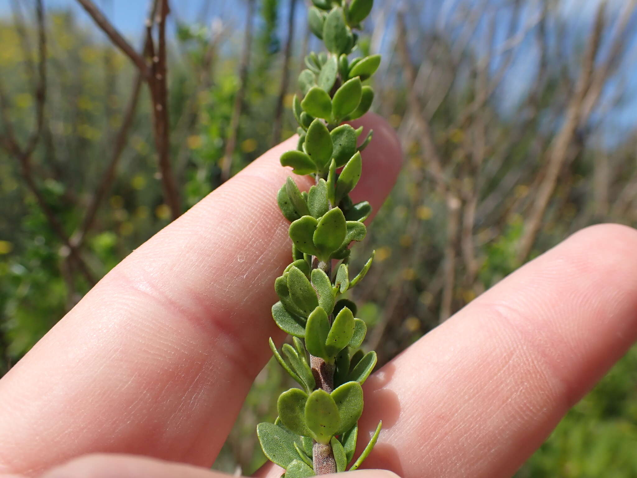 Image of Selago rotundifolia L. fil.