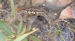 Image of Swartberg Dwarf Chameleon