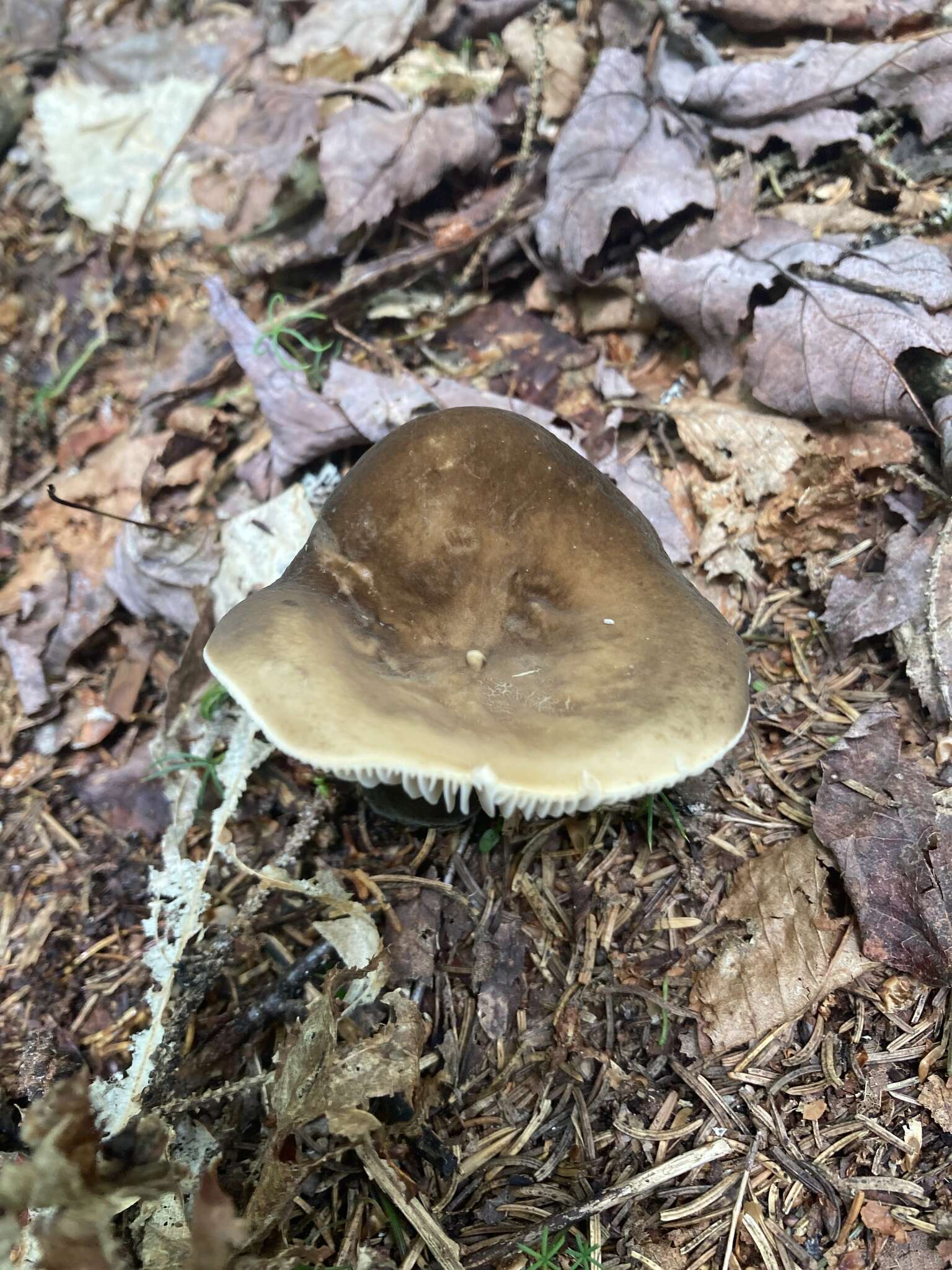 Image of Lactarius gerardii Peck 1873