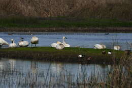 Image de Cygne siffleur