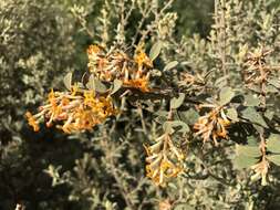 Image of Buddleja fusca Baker