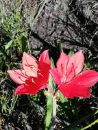 Image of George lily, Scarborough lily