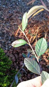 Image of Late Cotoneaster