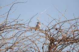 Image of Common Whitethroat