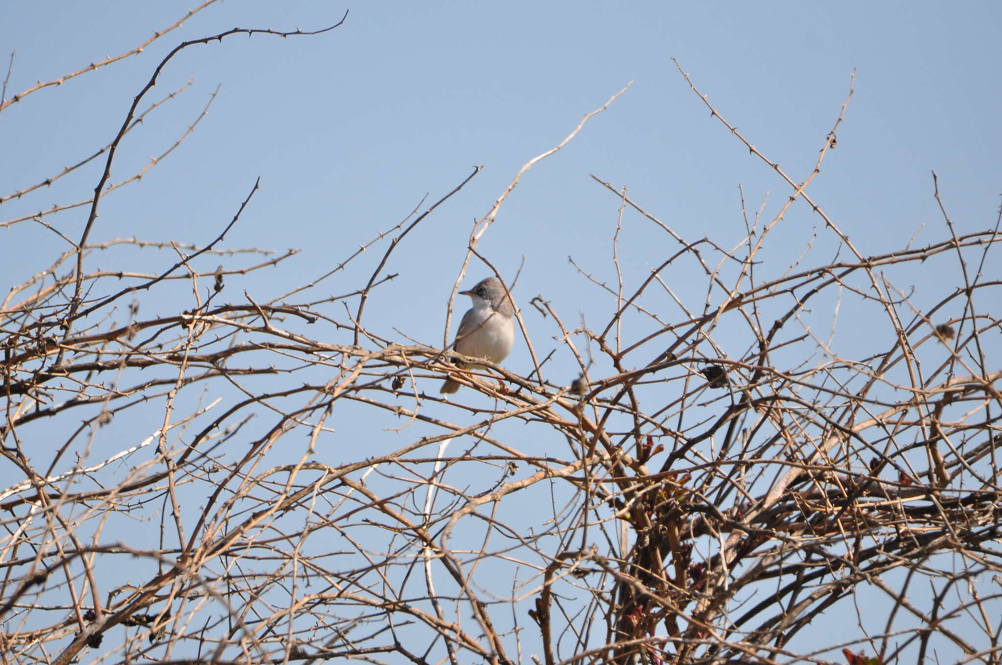 Image of Common Whitethroat