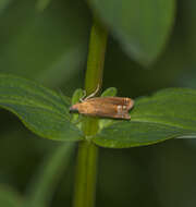 Image of Lathronympha