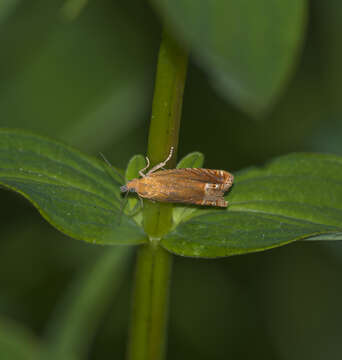 Image of Lathronympha