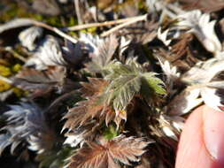 Image de Potentilla chamissonis Hultén