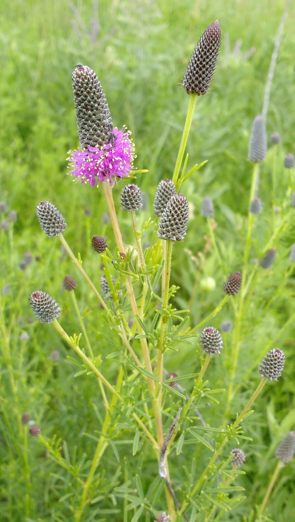 Image of purple prairie clover