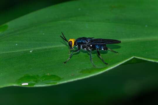 Image of Cyphomyia wiedemanni Gerstaecker 1857