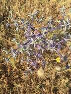 Imagem de Eryngium triquetrum Vahl