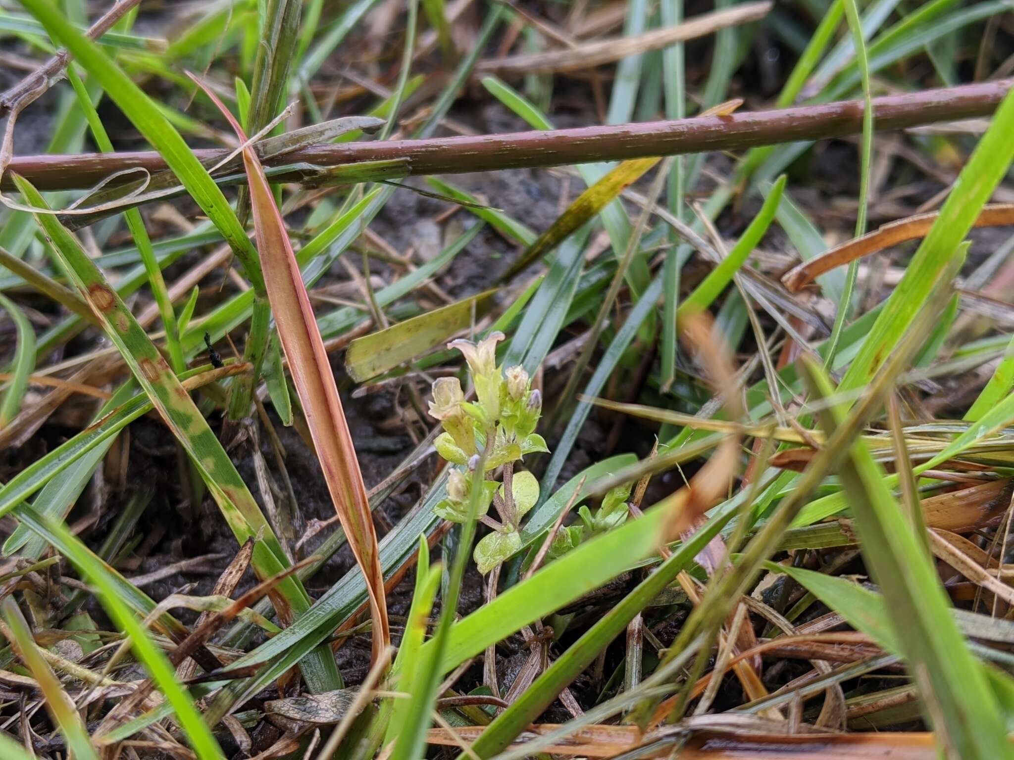 Image de Gentiana yokusai Burkill