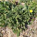 Image of Sea marigold