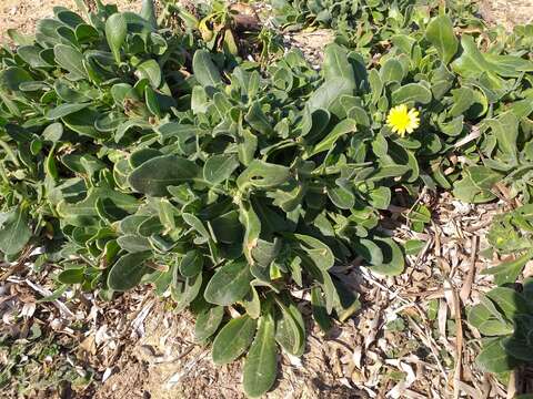 Image of Sea marigold