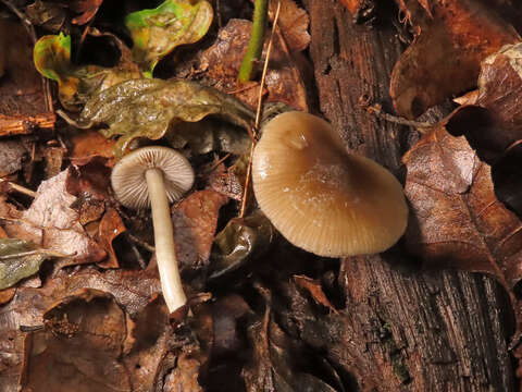 Image of Entoloma subradiatum (Kühner & Romagn.) M. M. Moser 1978