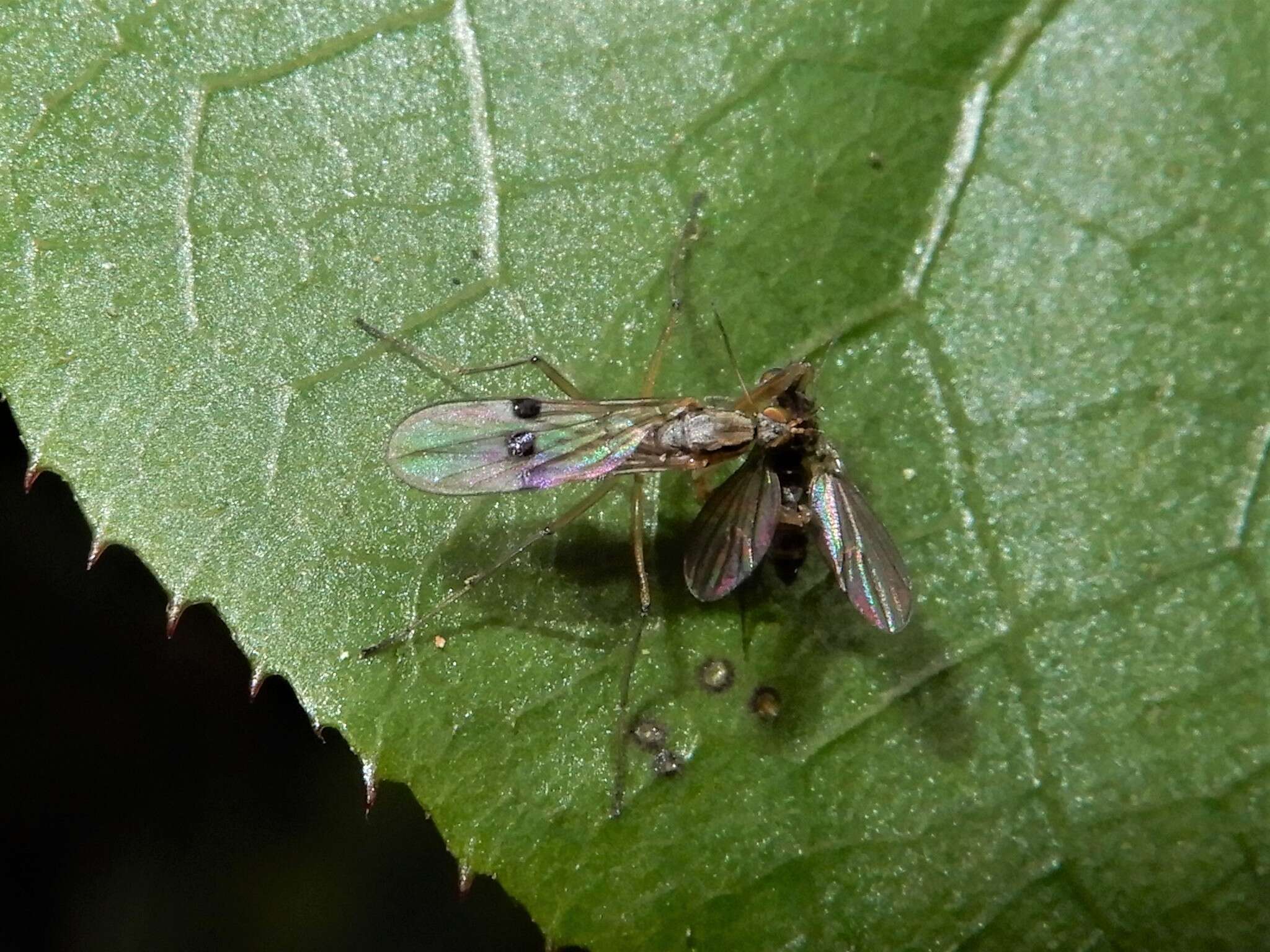 Image of Chelipoda mirabilis Collin 1928