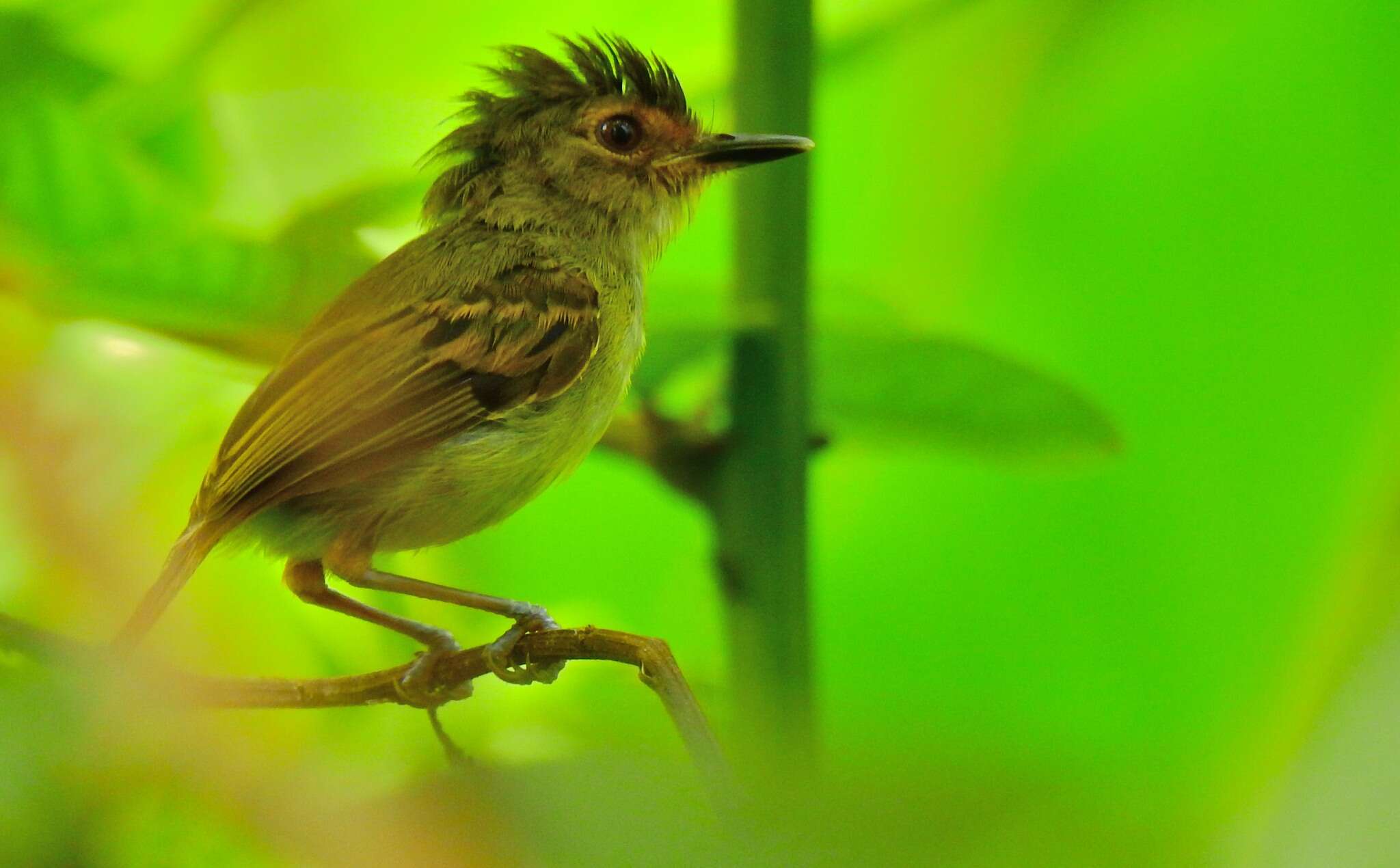 Image of Rusty-fronted Tody-Flycatcher