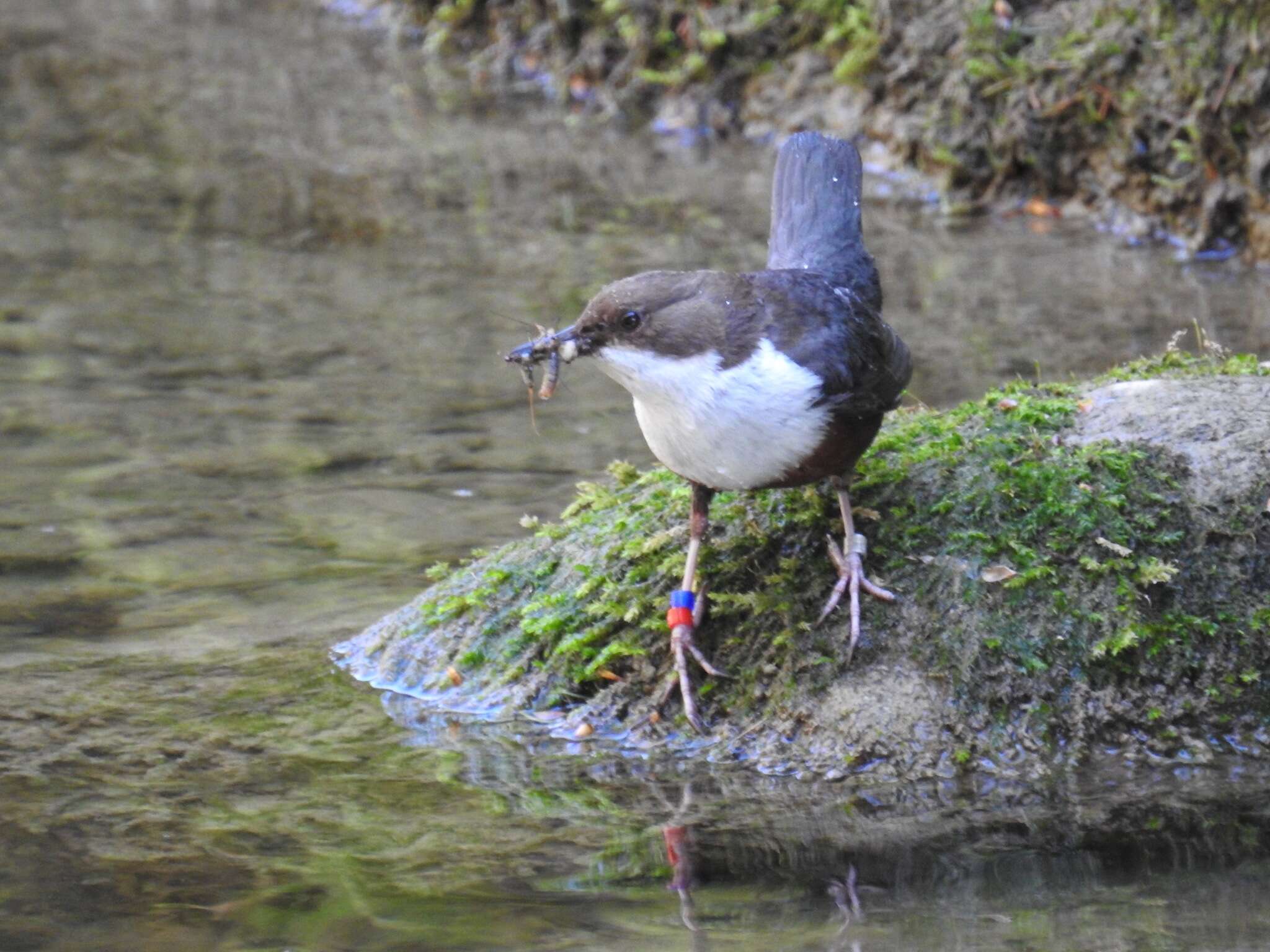 Image of Cinclus cinclus aquaticus (Bechstein 1797)